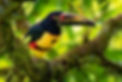 aracari-costa-rica.jpeg