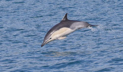 Short Beaked Saddleback Dolphin