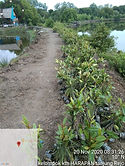 mangrove.jpg