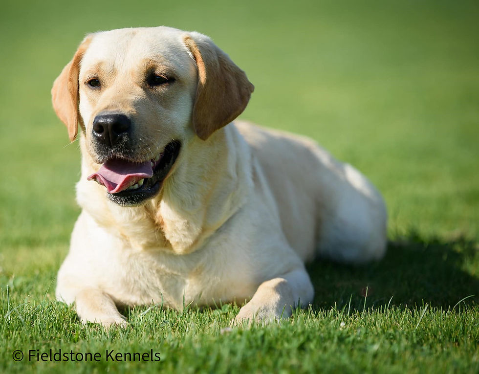 Fieldstone kennels, labrador retriever puppies, yellow lab puppies, black labrador puppies, chocolate lab puppies, english labrador, labrador puppies, labrador puppies for sale, labrador retriever for sale, english labrador retriever, labrador puppies for sale near me, english lab puppies for sale near me