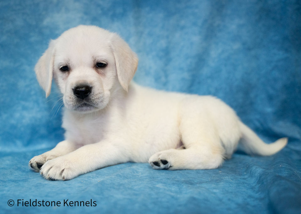 Yellow english labrador retriever puppy for sale in minnesota
