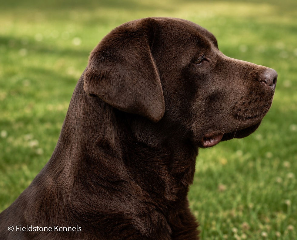 Fieldstone Kennels Chocolate English Labrador Retriever Female