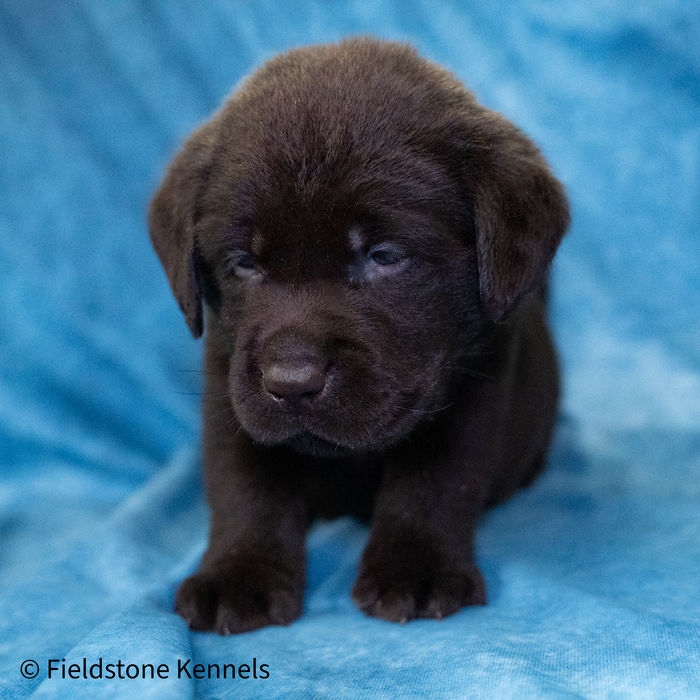 Chocolate English Labrador Retriever Puppies for Sale in Minnesota