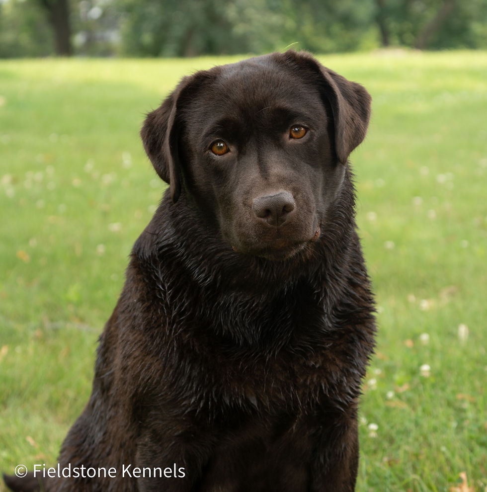 Fieldstone kennels, labrador retriever puppies, yellow lab puppies, black labrador puppies, chocolate lab puppies, english labrador, labrador puppies, labrador puppies for sale, labrador retriever for sale, english labrador retriever, labrador puppies for sale near me, english lab puppies for sale near me