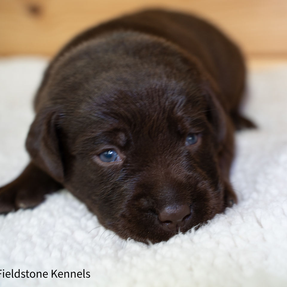 Fieldstone Kennels male chocolate english lab puppy for sale in Milaca MN