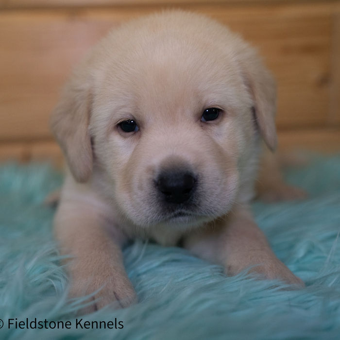 Fieldstone kennels, labrador retriever puppies, yellow lab puppies, black labrador puppies, chocolate lab puppies, english labrador, labrador puppies, labrador puppies for sale, labrador retriever for sale, english labrador retriever, labrador puppies for sale near me, english lab puppies for sale near me