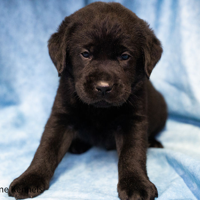 Black English Labrador Retriever Puppies for Sale in Minnesota