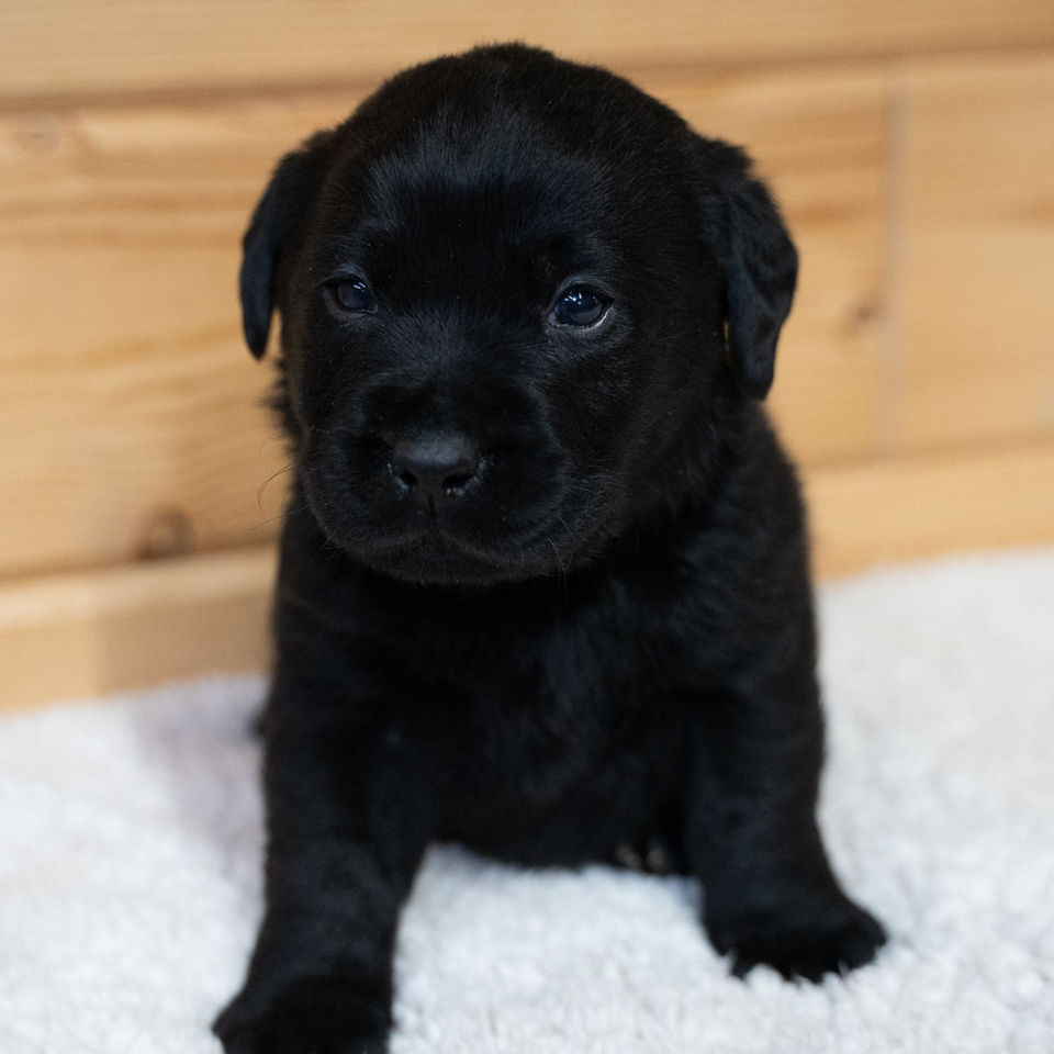 Fieldstone kennels, labrador retriever puppies, yellow lab puppies, black labrador puppies, chocolate lab puppies, english labrador, labrador puppies, labrador puppies for sale, labrador retriever for sale, english labrador retriever, labrador puppies for sale near me, english lab puppies for sale near me