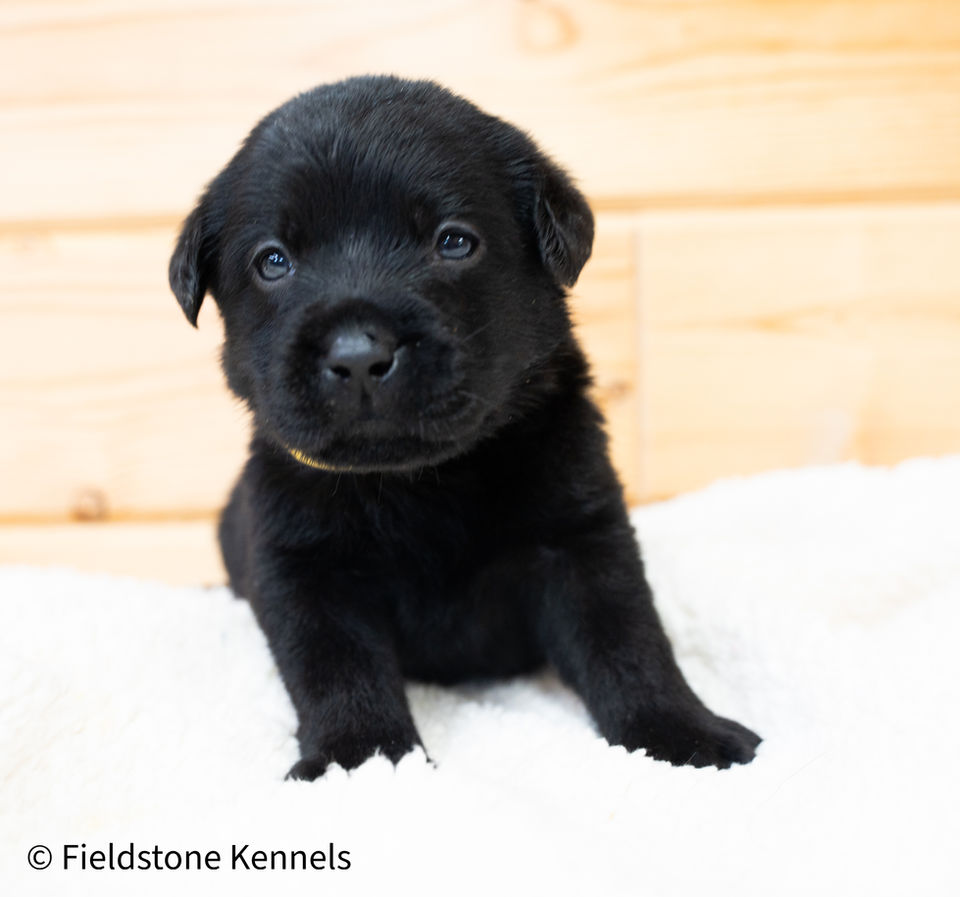 Fieldstone kennels, labrador retriever puppies, yellow lab puppies, black labrador puppies, chocolate lab puppies, english labrador, labrador puppies, labrador puppies for sale, labrador retriever for sale, english labrador retriever, labrador puppies for sale near me, english lab puppies for sale near me