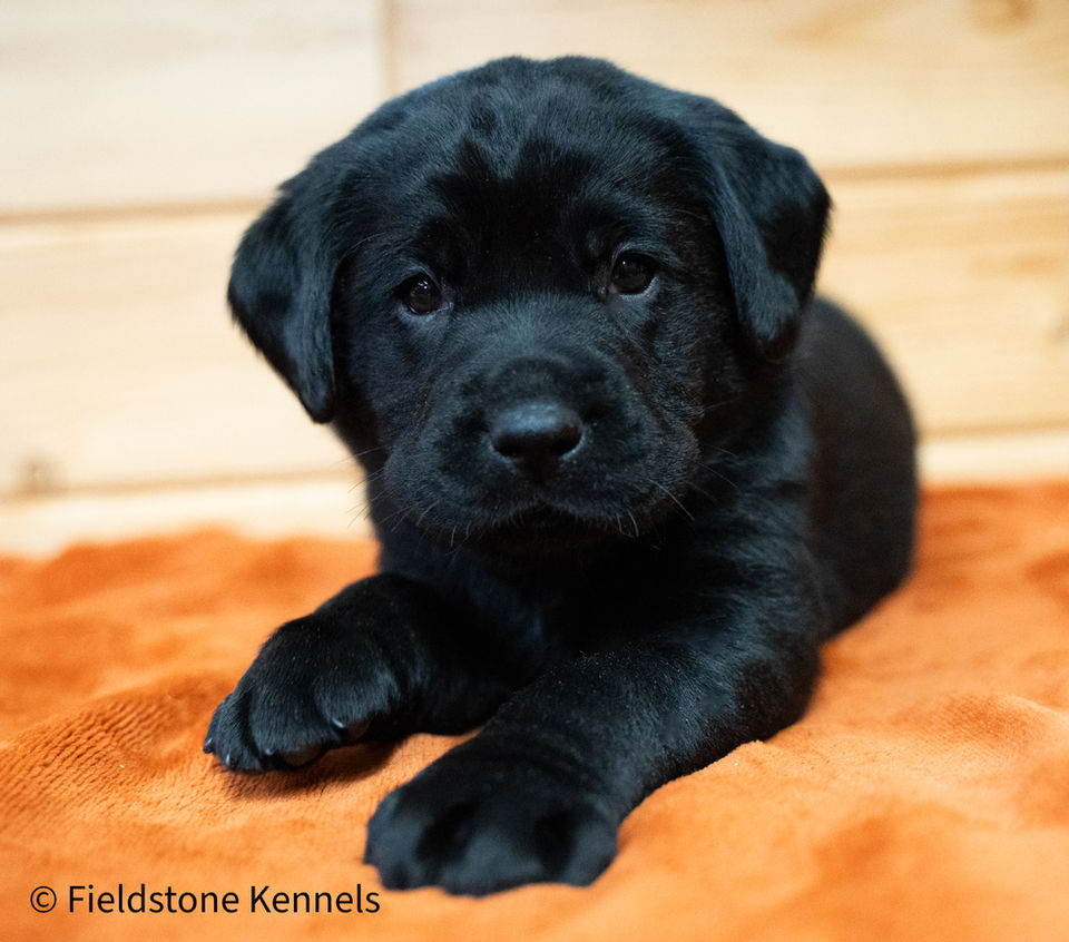 Fieldstone kennels, labrador retriever puppies, yellow lab puppies, black labrador puppies, chocolate lab puppies, english labrador, labrador puppies, labrador puppies for sale, labrador retriever for sale, english labrador retriever, labrador puppies for sale near me, english lab puppies for sale near me