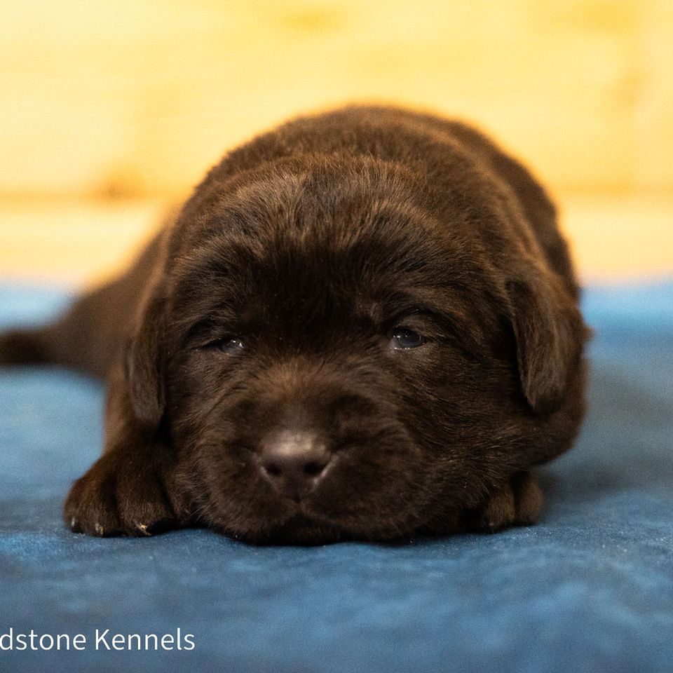 Fieldstone kennels, labrador retriever puppies, yellow lab puppies, black labrador puppies, chocolate lab puppies, english labrador, labrador puppies, labrador puppies for sale, labrador retriever for sale, english labrador retriever, labrador puppies for sale near me, english lab puppies for sale near me