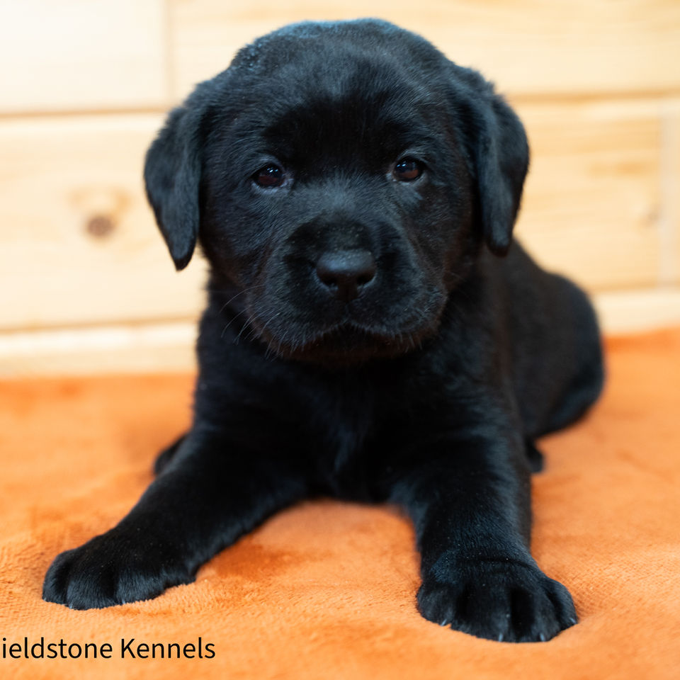Fieldstone kennels, labrador retriever puppies, yellow lab puppies, black labrador puppies, chocolate lab puppies, english labrador, labrador puppies, labrador puppies for sale, labrador retriever for sale, english labrador retriever, labrador puppies for sale near me, english lab puppies for sale near me