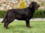 Fieldstone Kennels Chocolate English Lab Male