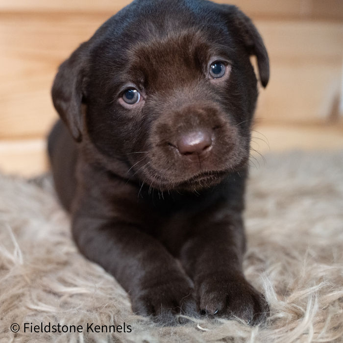 Fieldstone kennels, labrador retriever puppies, yellow lab puppies, black labrador puppies, chocolate lab puppies, english labrador, labrador puppies, labrador puppies for sale, labrador retriever for sale, english labrador retriever, labrador puppies for sale near me, english lab puppies for sale near me