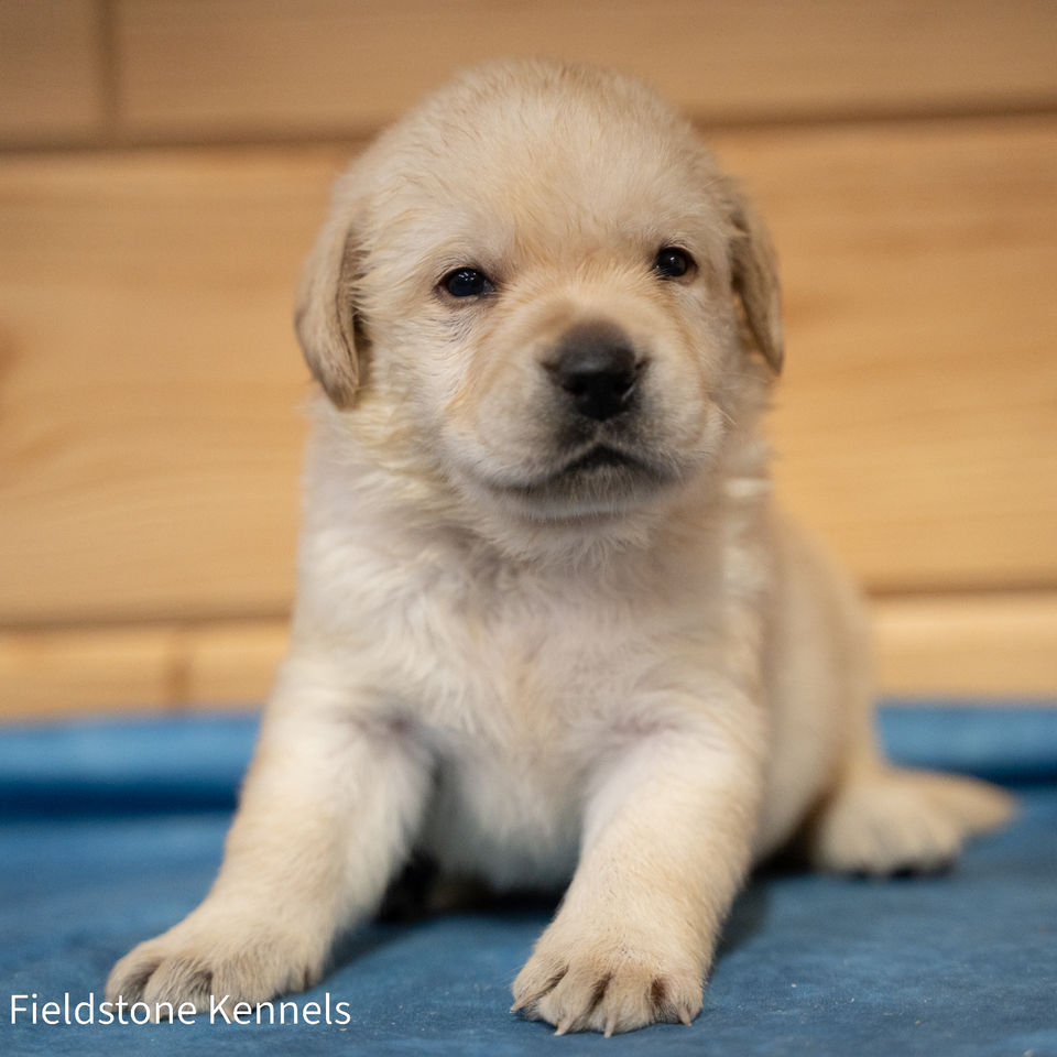 Fieldstone kennels, labrador retriever puppies, yellow lab puppies, black labrador puppies, chocolate lab puppies, english labrador, labrador puppies, labrador puppies for sale, labrador retriever for sale, english labrador retriever, labrador puppies for sale near me, english lab puppies for sale near me