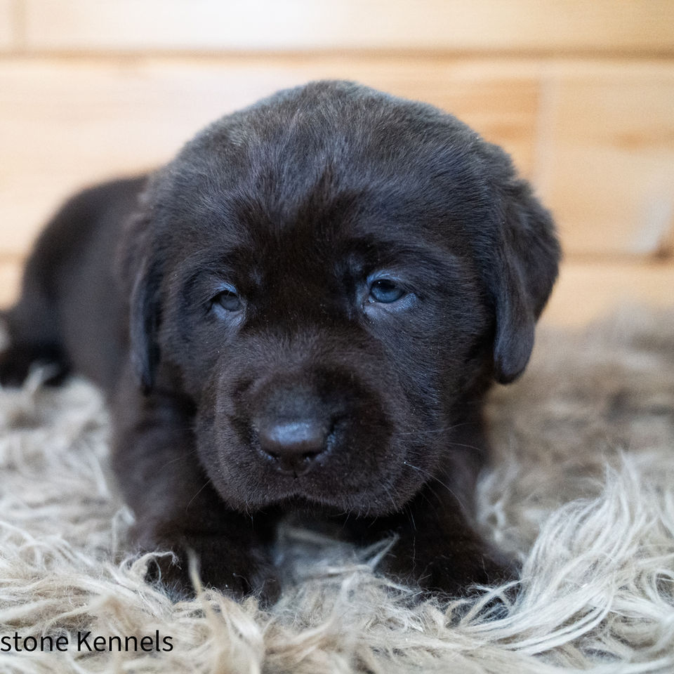 Fieldstone kennels, labrador retriever puppies, yellow lab puppies, black labrador puppies, chocolate lab puppies, english labrador, labrador puppies, labrador puppies for sale, labrador retriever for sale, english labrador retriever, labrador puppies for sale near me, english lab puppies for sale near me