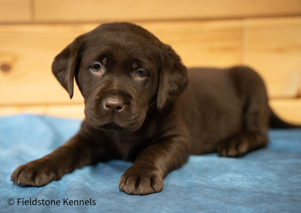 Fieldstone kennels, labrador retriever puppies, yellow lab puppies, black labrador puppies, chocolate lab puppies, english labrador, labrador puppies, labrador puppies for sale, labrador retriever for sale, english labrador retriever, labrador puppies for sale near me, english lab puppies for sale near me