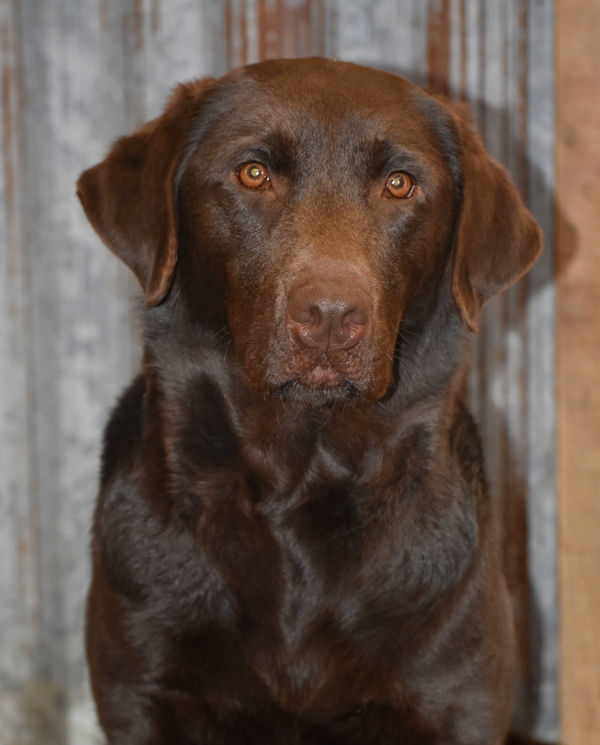 Fieldstone kennels, labrador retriever puppies, yellow lab puppies, black labrador puppies, chocolate lab puppies, english labrador, labrador puppies, labrador puppies for sale, labrador retriever for sale, english labrador retriever, labrador puppies for sale near me, english lab puppies for sale near me