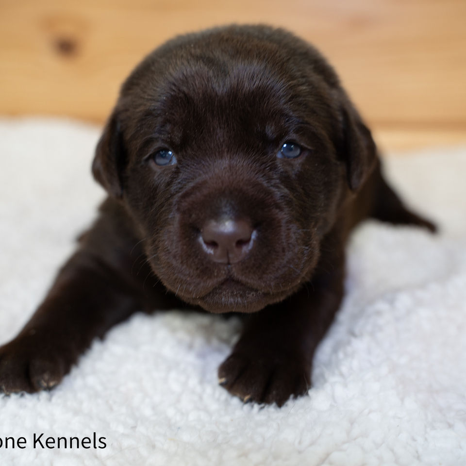Fieldstone Kennels female chocolate english lab puppy for sale in Milaca MN