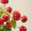 Rasberries Seed Oil