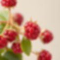 raspberry similar to original image pale background close up .jpg