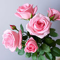 Pink Roses