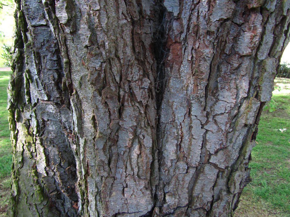 Alnus subcordata