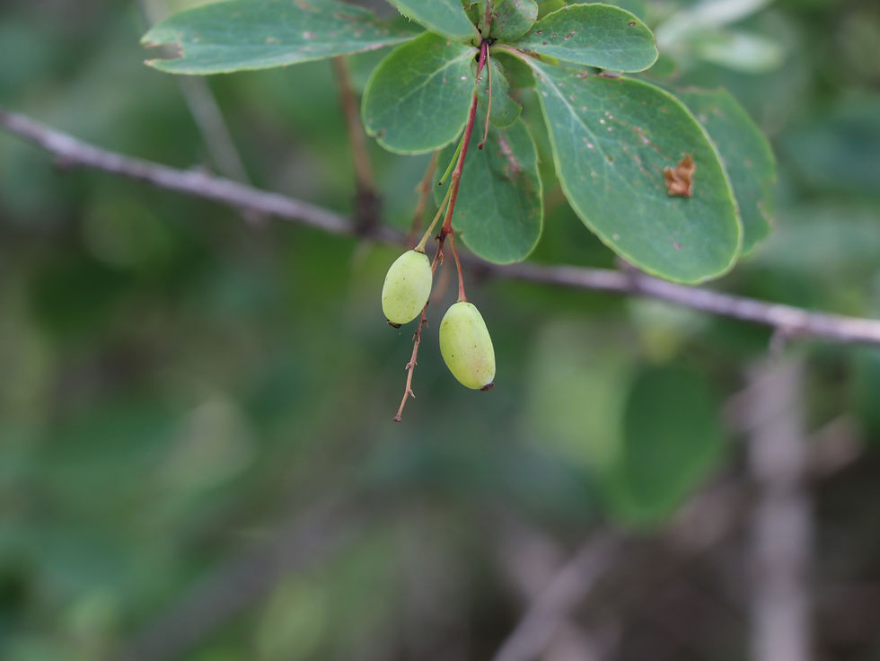 Berberis x notabilis