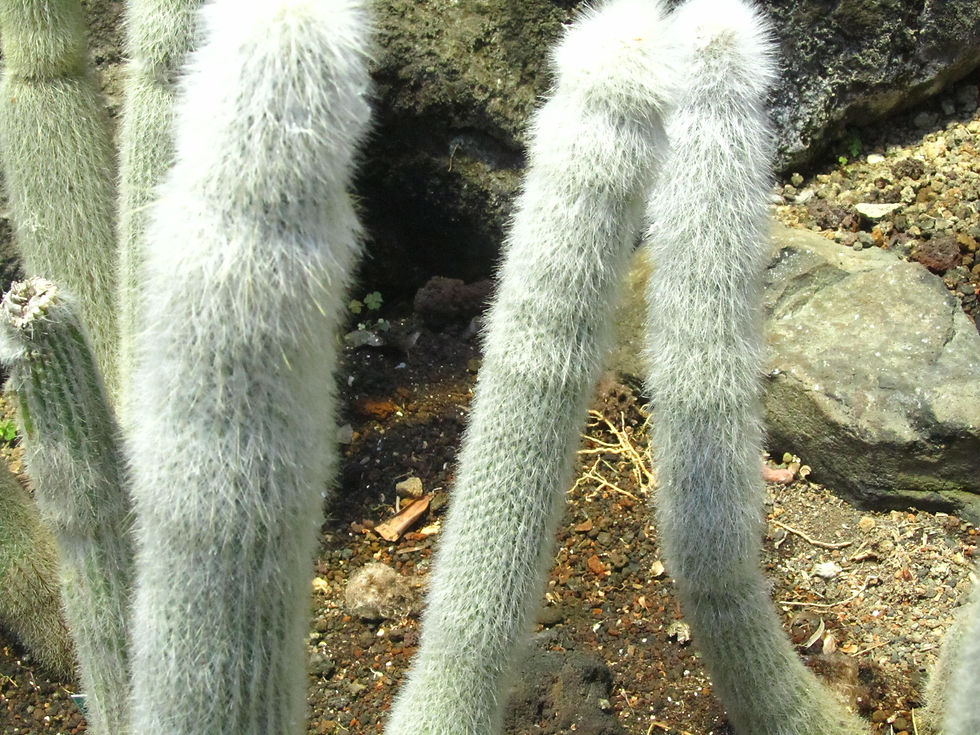 Cleistocactus hyalacanthus