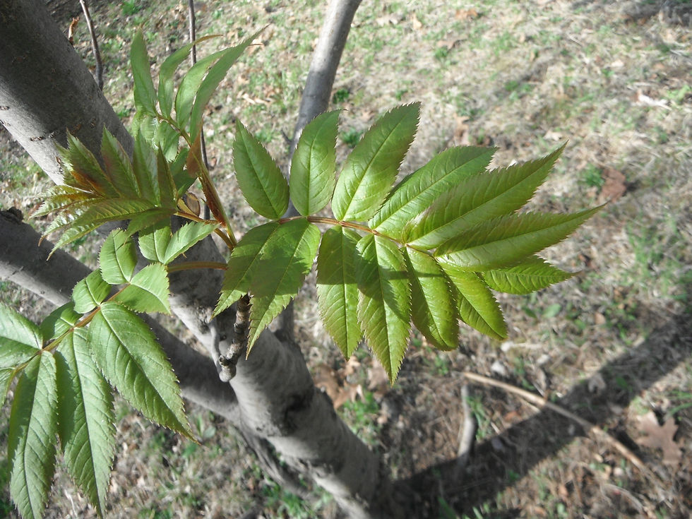 Sorbus commixta