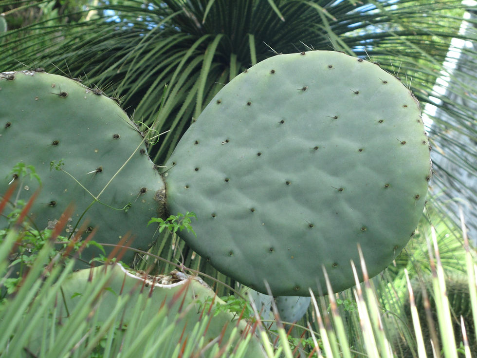 Opuntia undulata