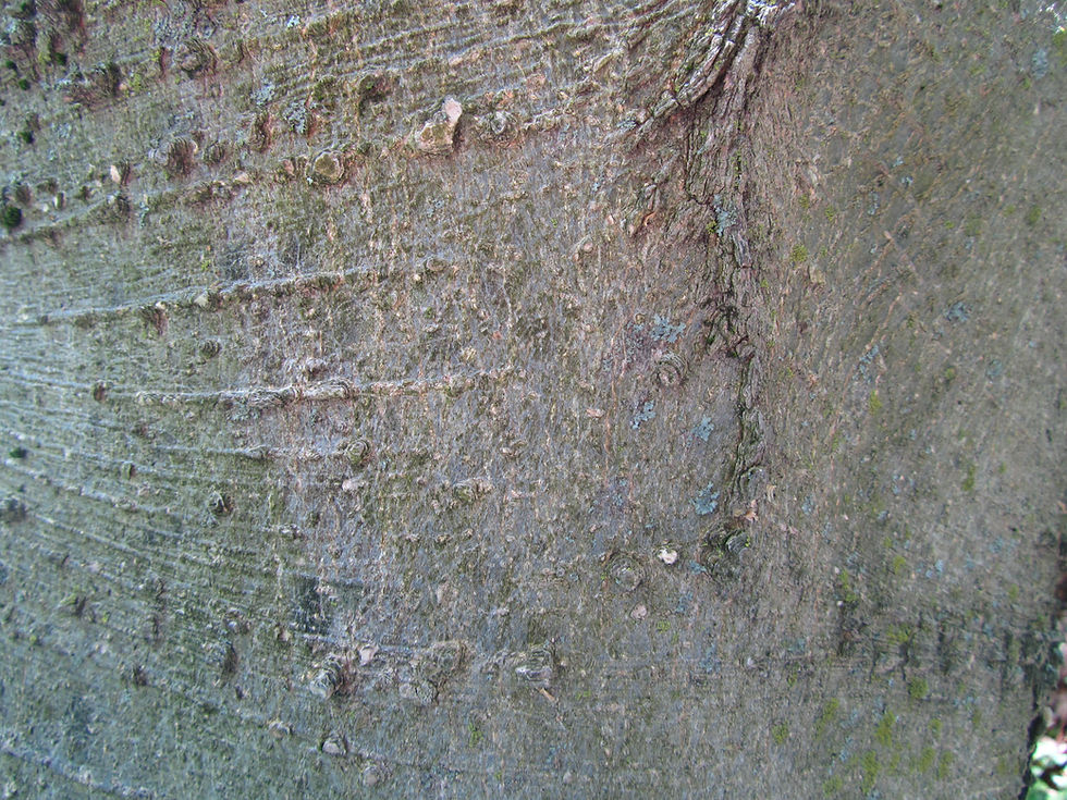 Celtis laevigata
