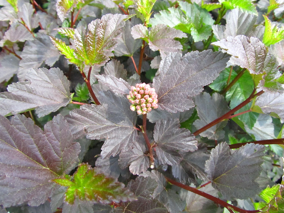 Physocarpus opulifolius 'Diabolo'