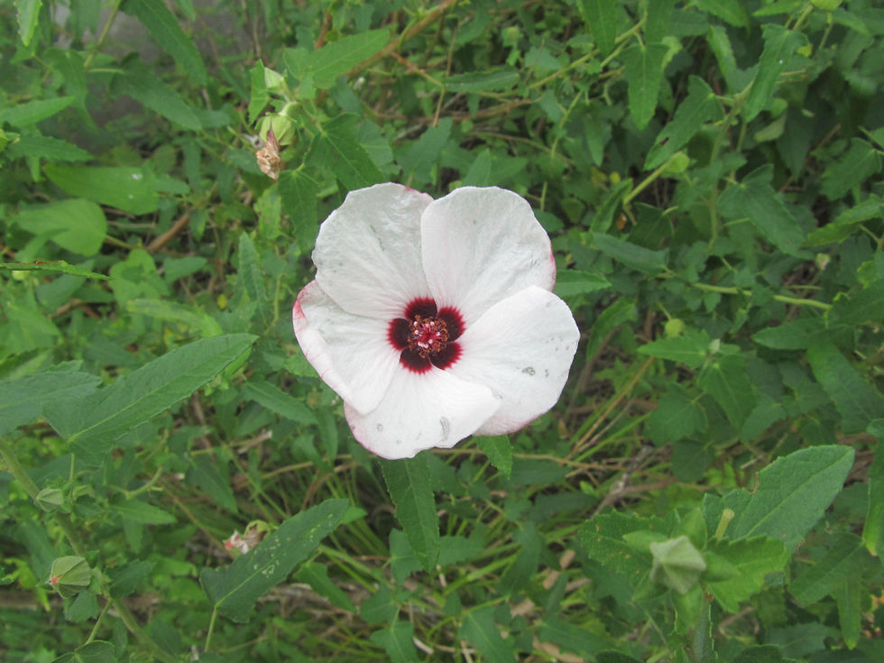 Pavonia hastata