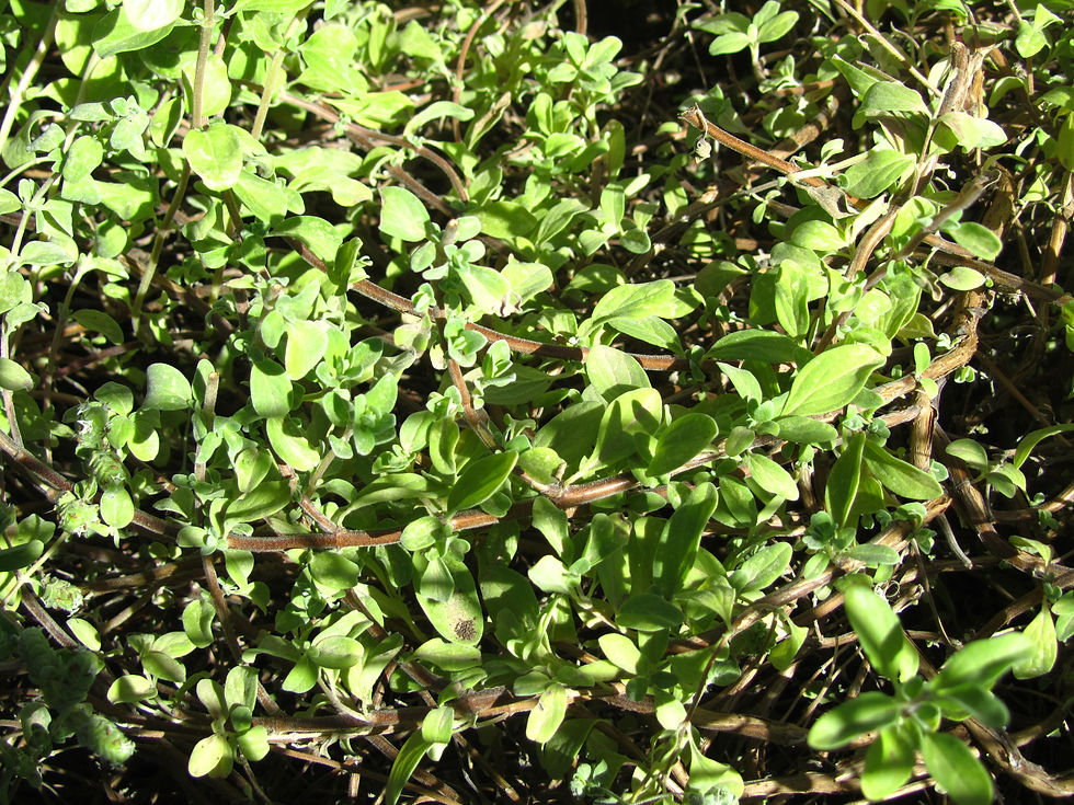 Origanum majorana