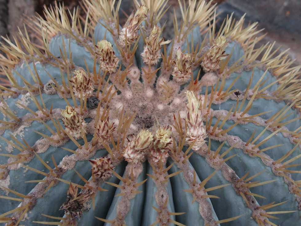 Ferocactus glaucescens