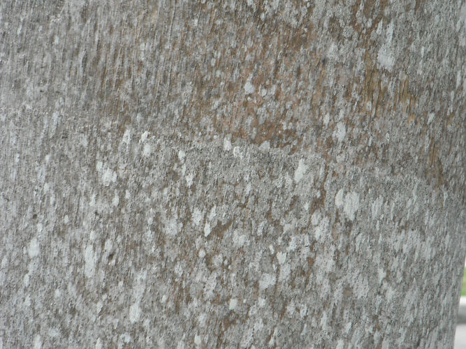 IMG_2203 (Populus tremuloides).jpg