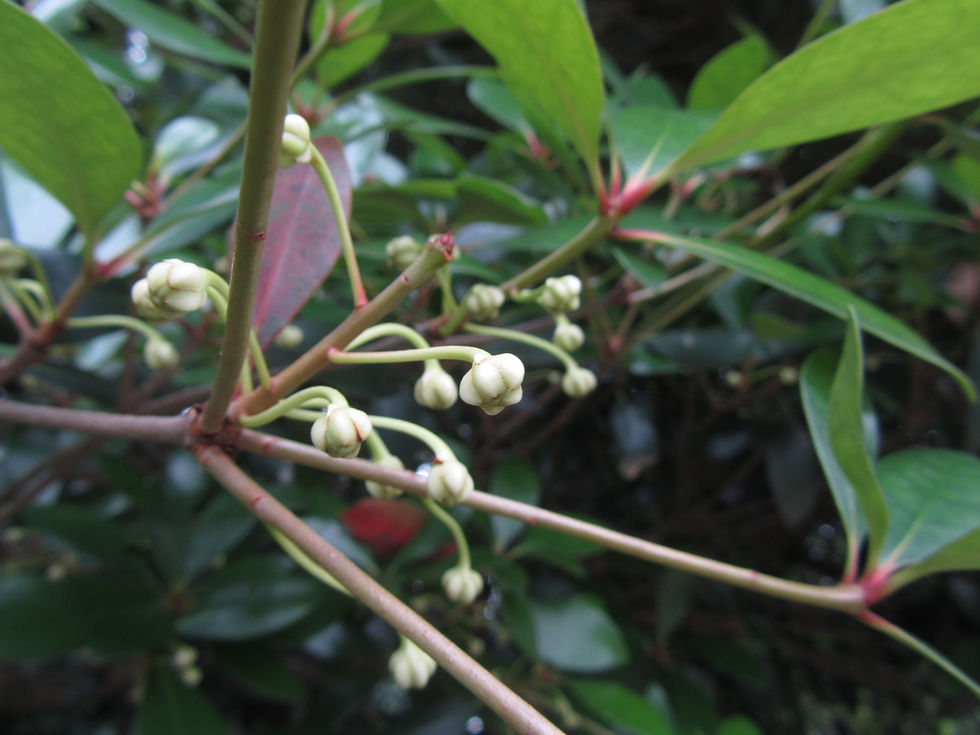Ternstroemia gymnanthera