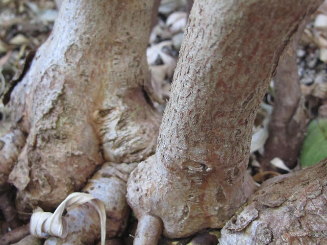 IMG_2203 (Populus tremuloides).jpg