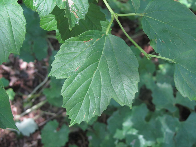 IMG_2203 (Populus tremuloides).jpg