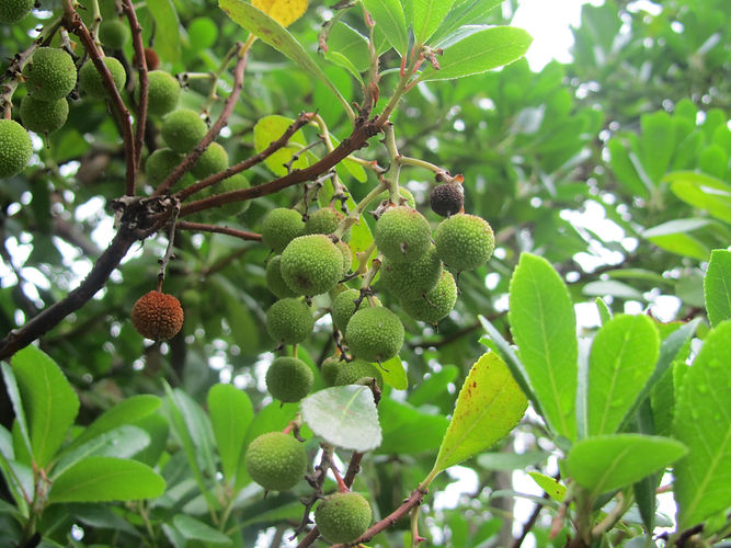 IMG_2203 (Populus tremuloides).jpg
