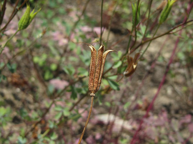 IMG_2203 (Populus tremuloides).jpg