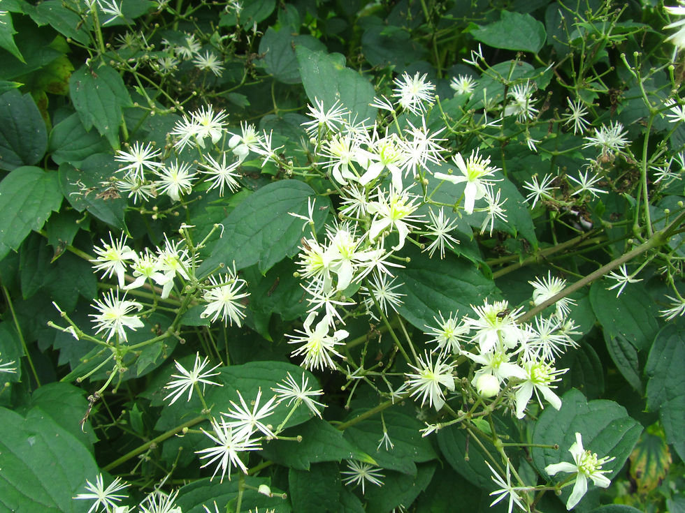 Clematis virginiana