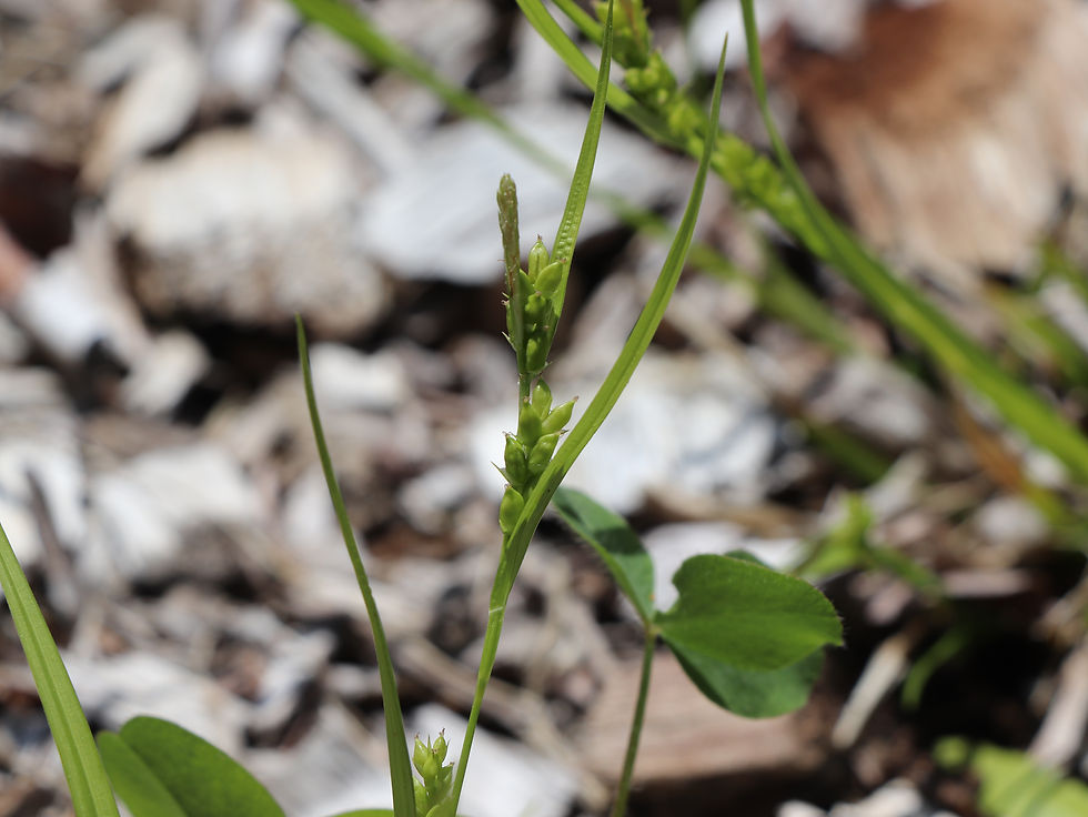 Carex amphibola