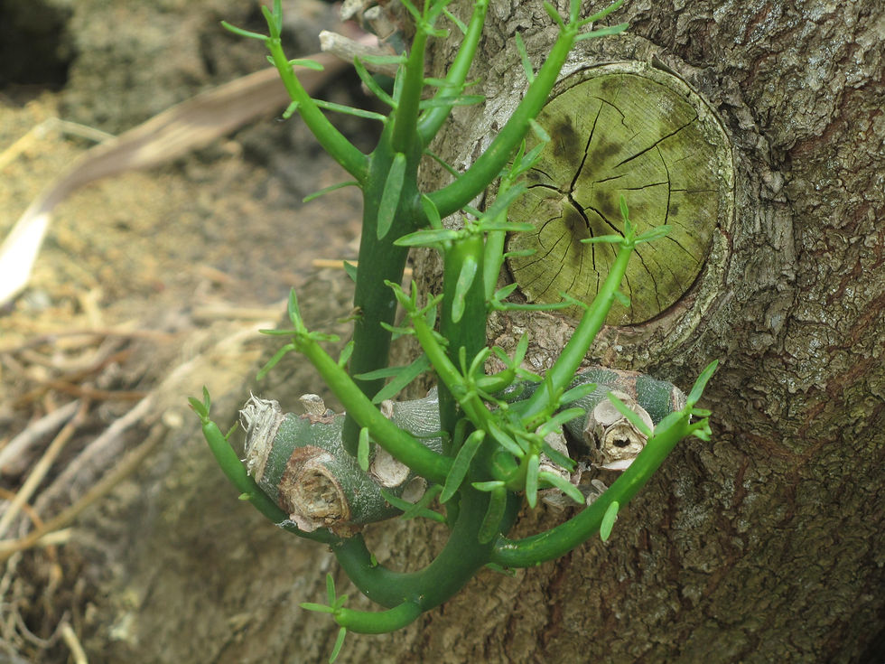 Euphorbia tirucalli