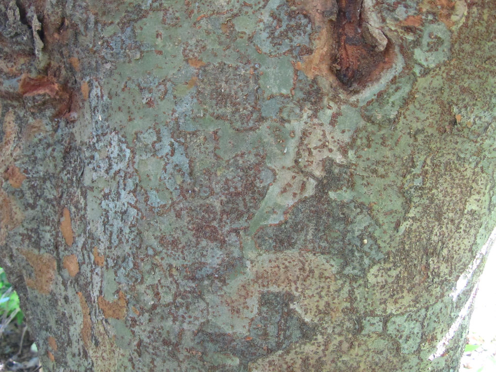 Zelkova sinica