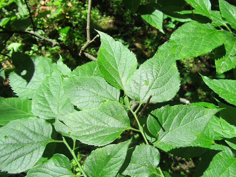Celtis tournefortii