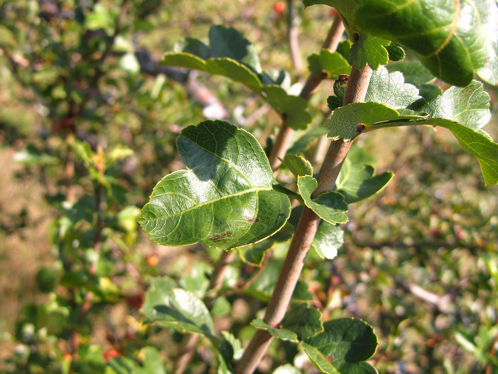 Crataegus laevigata