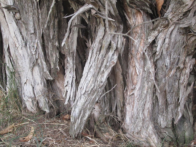 IMG_2203 (Populus tremuloides).jpg