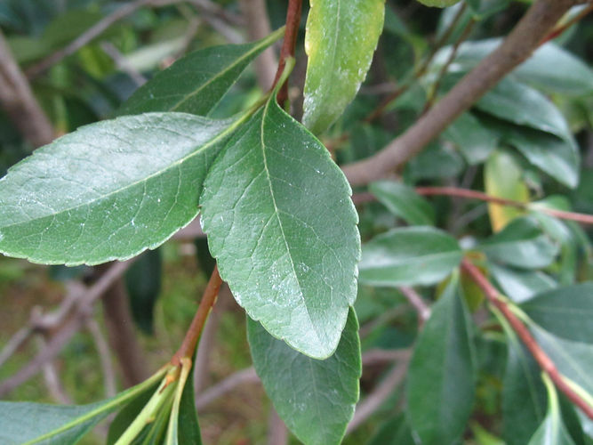 IMG_2203 (Populus tremuloides).jpg